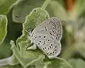 Female (underside)