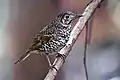 Bassian thrush at Southwest National Park, Tasmania