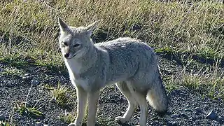 Chilla fox, common in the region