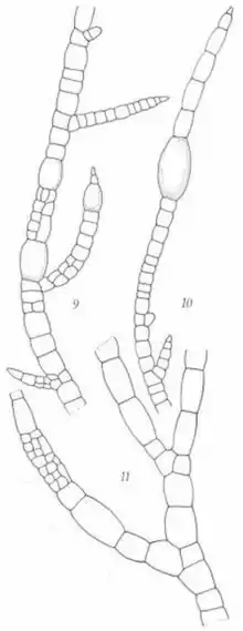 Fig. 9, part of a branch showing the branchlets, young tannin-filled cells, and early gametangium development. Fig. 10, branch tip showing the acute apex, the intercalary growth zones, and a yellow tannin-filled cell. Fig. 11, junctions of the forks of two larger branches and a well-developed gametangial area