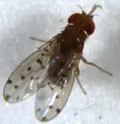 Drosophila guttifera (Quinaria species group)