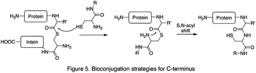 Figure 5. Bioconjugation strategies for C-terminus.jpg