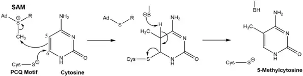 DNMT reaction mechanism