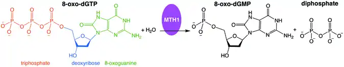 Example hydrolysis of oxidized nucleotide catalyzed by MTH1 showing the breakdown of 8-oxo-dGTP into 8-oxo-dGMP and diphosphate