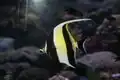 Moorish idol