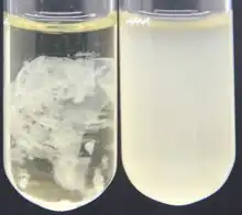 Two strains of "Zoogloea." Wild type is on the left.  The right is a strain unable to form floc.