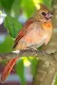 Male juvenile in Manhasset, New York