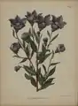 Platycodon grandiflorus by Abraham Jacobus Wendel, 1868