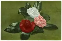  Front: Picture of Camellia Japonicas.; Verso: "Marshallville, Georgia, "Where Georgia Peaches Started." Thousands of Camellia Japonicas, November–March."; Verso: "Genuine Curteich-Chicago, "C.T. American Art""